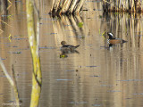 Harle couronné - Hodded Merganser