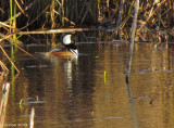 Harle couronné - Hodded Merganser