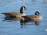 Bernache du Canada - Canada Goose