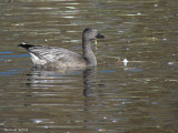 Oie des neiges - Snow Goose