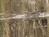 Sarcelle d'hiver - Green-winged Teal