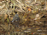 Junco ardoisé - Balck-eyed Junco