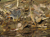 Junco ardoisé - Balck-eyed Junco
