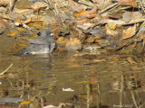 Junco ardoisé - Balck-eyed Junco