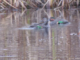 Sarcelle d'hiver - Green-winged Teal