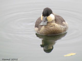 Erismature rousse - Ruddy duck