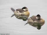 Erismature rousse - Ruddy duck