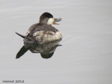 Erismature rousse - Ruddy duck
