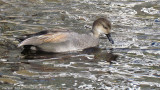 Canard Chipeau - Gadwall