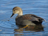 Canard Chipeau - Gadwall