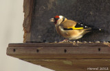 Chardonneret lgant - European Goldfinch