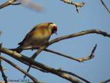 Chardonneret élégant - European Goldfinch