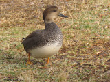 Canard Chipeau - Gadwall