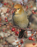 Durbec des sapins - 2012 - Pine Grosbeak