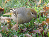 Durbec des sapins - Pine Grosbeak