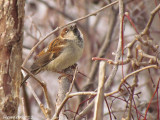 Moineau domestique - House Sparrow