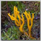 Yellow stags horn; Hjorthornssvamp; Calocera viscosa