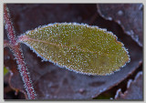 Frosted Salix
