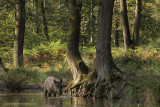 Wild zwijn - Wild boar