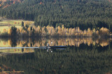 Zwarte woud - Schwarzwald - Black Forest