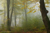 Beukenbos, herfst - Beech forest, autumn
