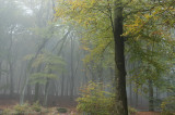 Beuk, herfst - Beech, autumn