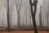 Door het oog van de boom