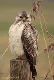 Buizerd - Common Buzzard