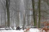 Beukenbos - Beech forest winter 1