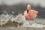 Chileense Flamingo