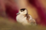 Nijlgans - Egyptian Goose 2