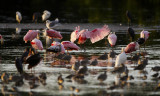 Roseate Spoonbills 003