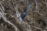 GPM20130216124613B.jpg