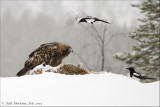 AM_27022013_GEagle_6962.jpg