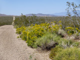 Road to Horse Thief Springs