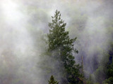 sugarloaf tree in fog