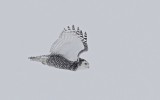 Snowy Owl