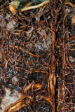 Pinus-sylvestris-Ectomycorrhiza.jpg