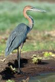 Goliath Heron