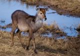 WaterBuck Calf