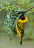 Southern Masked Weaver