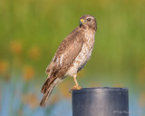 1DX_2971 - Juvenile Red Shoulder Hawk