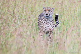 1DX11381 Cheetah Slide.jpg