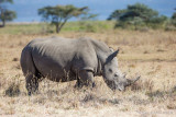 1DX_8699 - White Rhino