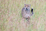 1DX11381 - Cheetah in the grass