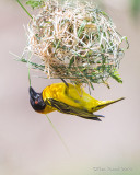 1DX12138 - Weaver building a nest