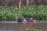 1DX_9363 - Hippopotamus 