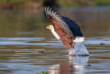 1DX_9516  - African Fish Eagle