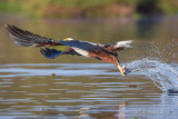 1DX_9517  - African Fish Eagle