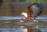 1DX_9515 African fish eagle slide.jpg